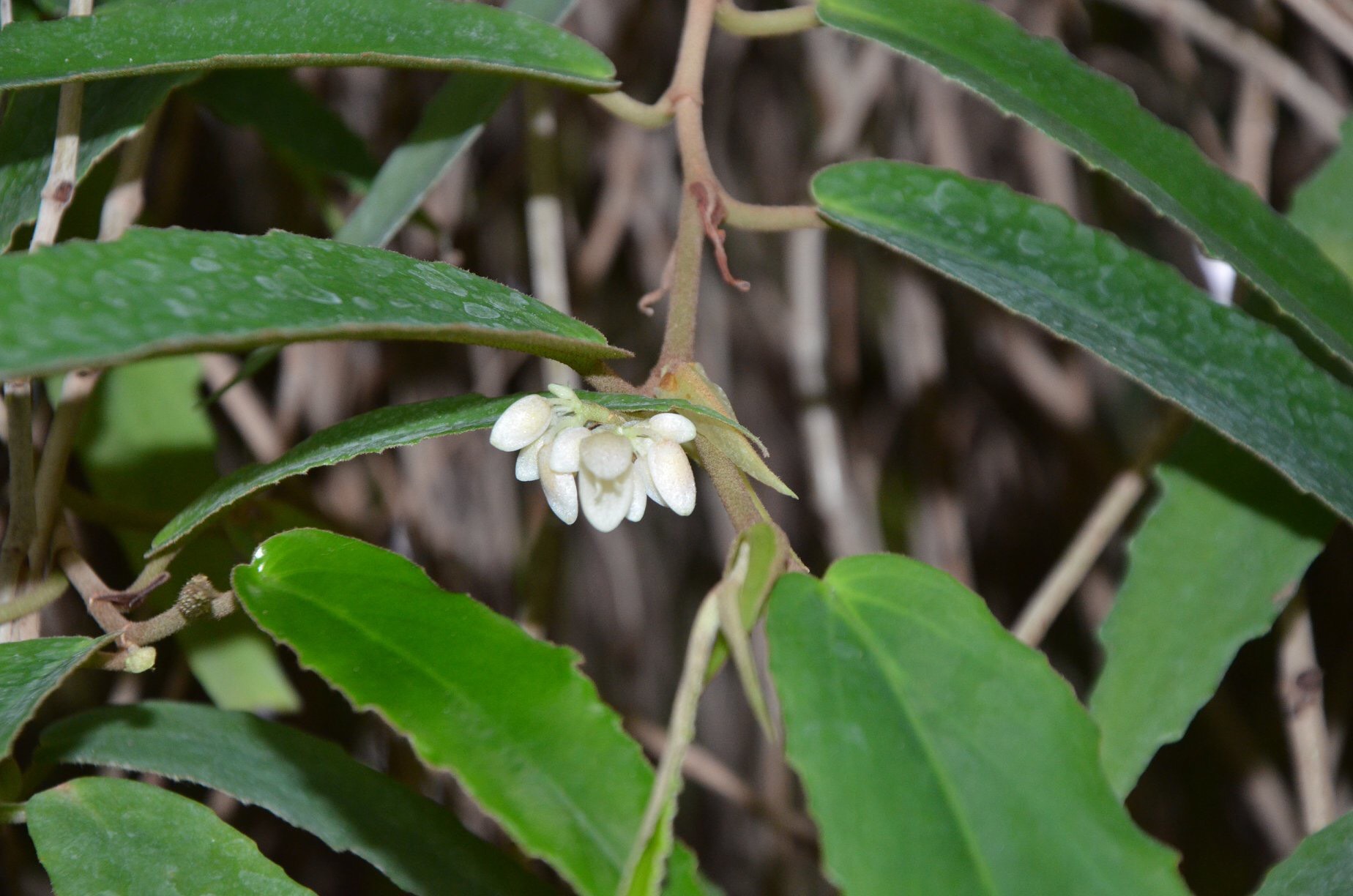 B. furfuracea